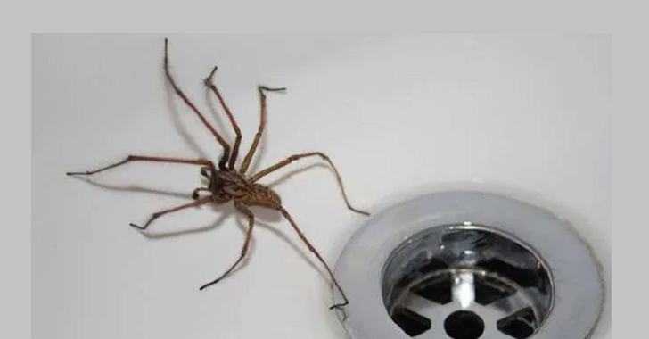 Οι αράχνες είναι φίλες μας… Ο σημαντικός λόγος που δεν πρέπει να τις σκοτώνουμε  