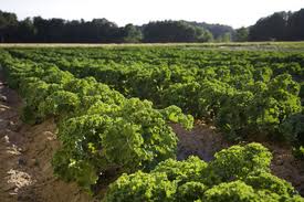 Αγρόν ηγόραζε…