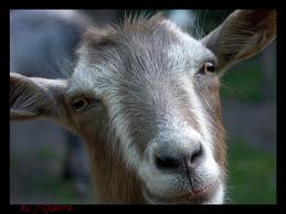 Βέσπα τράκαρε με . . . γίδα