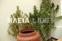 Στα Μακρίσια, στα άγια χώματα . . . έχουν "φούντα" βαρελίσια