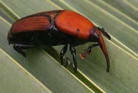 Αετός και σκαθάρι