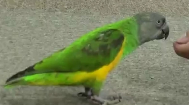 Υποδύεται πως είναι... νεκρός!