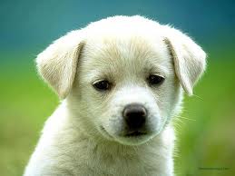 Σκύλος χορεύει ... ποντιακά!