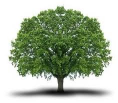 Ο γεωργός και το δέντρο