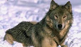 Το κατσίκι πάνω στη στέγη και ο λύκος