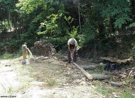 Οι ξυλοκόποι και το πεύκο