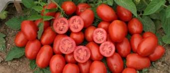 Χάπι ντομάτας... για εμφράγματα και εγκεφαλικά!!!