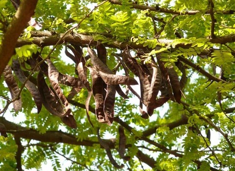 Χαρουπιά: Ένα ευλογημένο δέντρο της Κρήτης