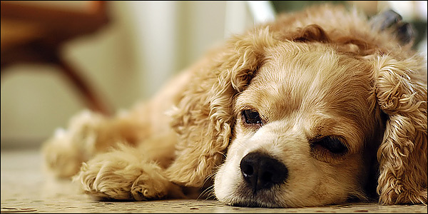 Ο γάιδαρος και ο σκύλος συνταξιδιώτες...