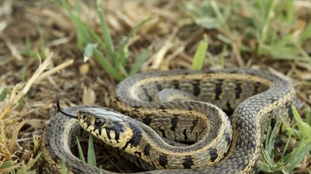 Η ουρά και το κορμί του φιδιού