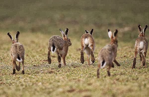 Σφήκες και λαγοί δείχνουν… βαρυχειμωνιά!!!