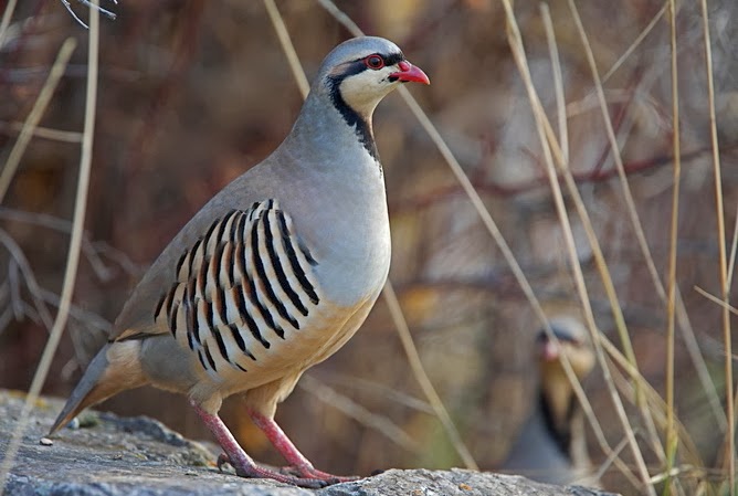 Η πέρδικα και ο άνθρωπος