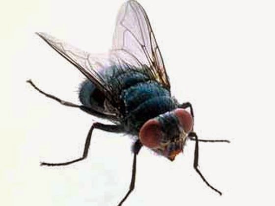 Test… Τι είδος εντόμου είσαι;