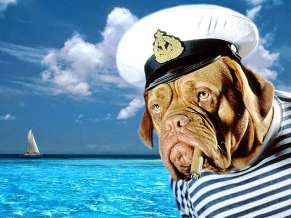 Καλοκαιρινοί κίνδυνοι για τα τετράποδά σας!!!