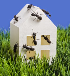 Απαλλαγείτε από τα έντομα στο σπίτι…