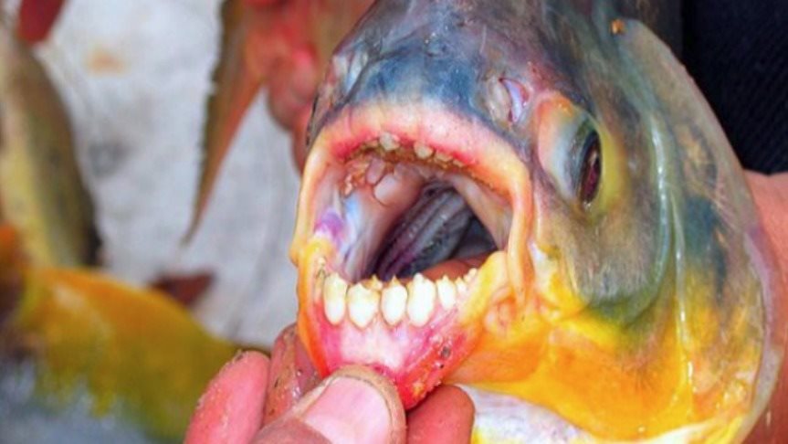 Το ψάρι που τρώει τους... όρχεις των ανδρών!!! (video)