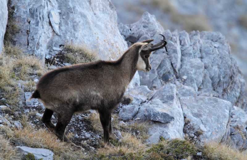 Ο ταύρος και οι αγριόγιδες
