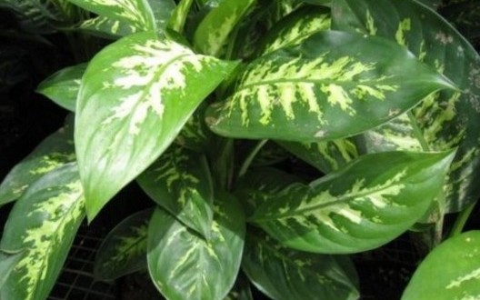 ΠΡΟΣΟΧΗ: Έχετε αυτό το φυτό στο σπίτι σας; Πετάξτε το τώρα!