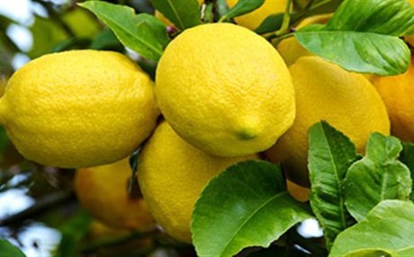 Γιατί τα λεμόνια εξαφανίζονται από την ελληνική αγορά;