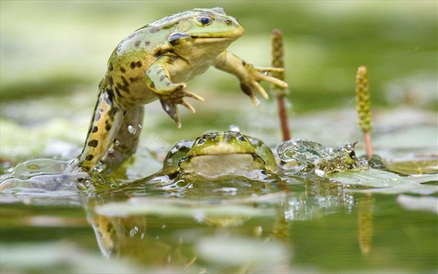 Ο γάιδαρος και οι βάτραχοι