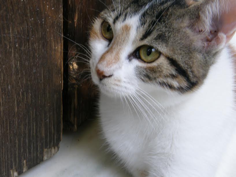 Η διαφορετική 