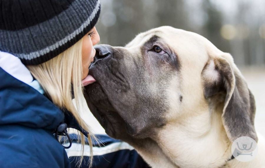 Ξέρετε; Γιατί μας γλείφουν οι σκύλοι; Δεν είναι μόνο λόγω αγάπης…