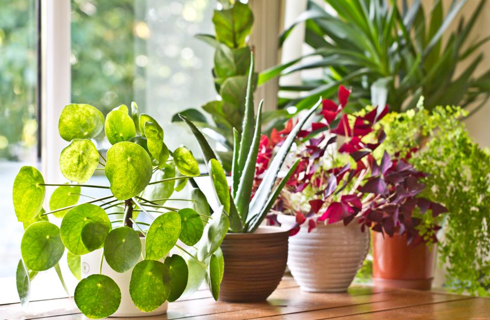 8 φυτά που μπορούν να μειώσουν το άγχος και το στρες…