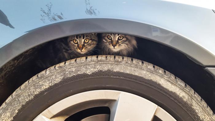 Κρύο και χιόνια: Προσοχή στα γατάκια στο αυτοκίνητο…