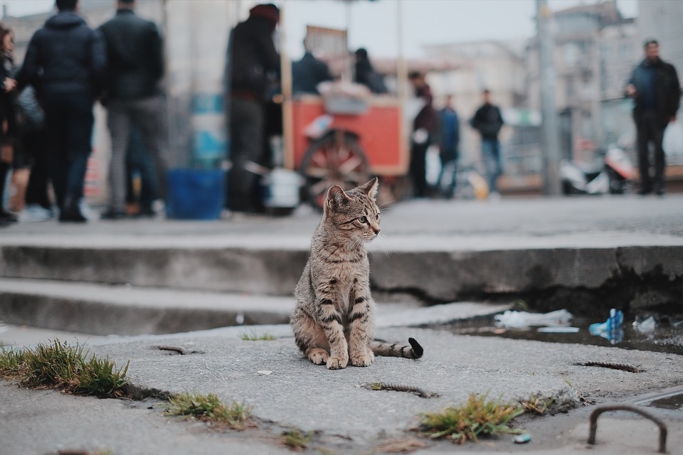 Τέλος στην πώληση κατοικίδιων από pet shop