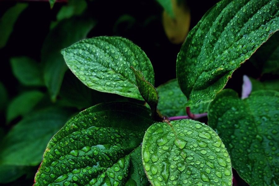 Το βότανο που κάνει θαύματα κατά του άγχους και αϋπνίας