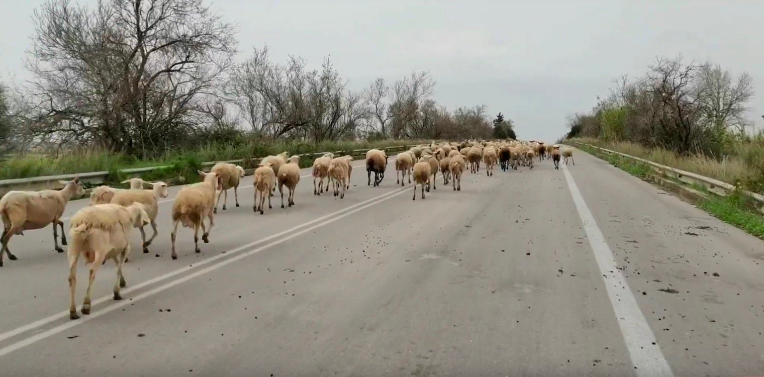 Εθνική Οδός για γέλια και για κλάματα - Κοπάδι πρόβατα στην Πατρών – Πύργου (video)