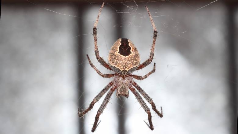 Πως να μη ξαναδείς αράχνες στο σπίτι σου