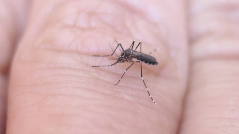 Αυτή η βιταμίνη σας λείπει και σας τσιμπάνε τα κουνούπια: Πως θα την αναπληρώσετε – Τι πρέπει να τρώτε