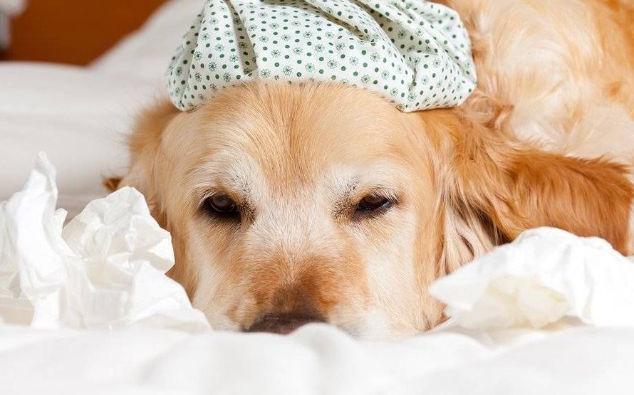 Γρίπη των σκύλων: Τι είναι και τι πρέπει να ξέρουν όσοι έχουν σκύλο